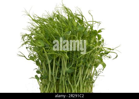 Primo piano dei microgreeni di piselli con semi e radici. Microgreens germoglianti. Germinazione di seme nel paese. Concetto vegano e di alimentazione sana. Micro verdi. Gr Foto Stock