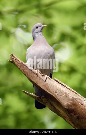 Magazzino Colomba / Hohltaube ( Columba oenas ) arroccata su un albero nel bosco sotto il fogliame di vecchi faggi, fauna selvatica, l'Europa. Foto Stock