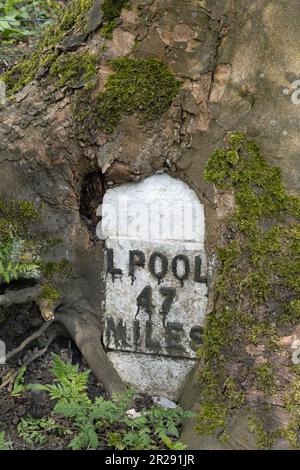 Albero che cresce intorno ad un milepost sul canale di Leeds e Liverpool vicino a Chorley Lancashire Inghilterra Foto Stock