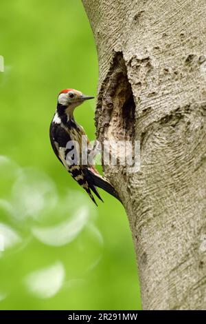 Picchio macchiato medio / Mittelspecht ( Leiopicus medius ) arroccato di fronte ad un buco di nidificazione sovradimensionato / buco di albero di un picchio nero, sembra f Foto Stock