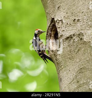 Picchio macchiato medio / Mittelspecht ( Leiopicus medius ) arroccato di fronte ad un buco di nidificazione sovradimensionato / buco di albero di un picchio nero, sembra f Foto Stock