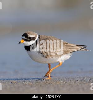 Grande amante ad anello / Grande amante ad anello / Sandregenpfeifer ( Charadrius hiaticula ) che si aggirano lungo la linea di deriva, fauna selvatica, Europa. Foto Stock