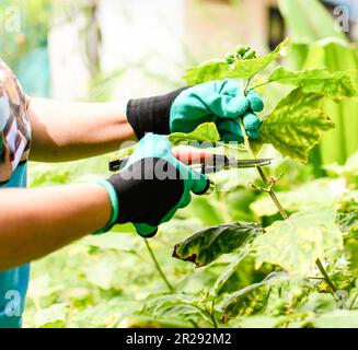 Una donna indossa guanti da agricoltura nel giardino intorno alla casa. E' un concetto di coltivazione a casa per hobby e relax in estate. Primo piano, selettivo f Foto Stock