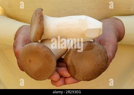 Eringi. Fungo di ostriche del re. Pleurotus eryngii. Foto Stock