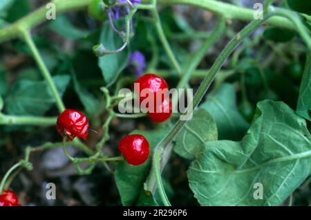 Red Berries of Woody Nightshade (Solanum Dulcamara) nella stessa famiglia di Deadly Nightshade (Belladonna), ma non come tossico Foto Stock