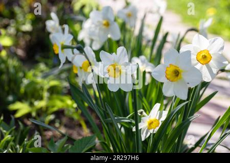 Narcissus fiori letto di fiori con drift giallo. Bianco daffodil fiori narcisi daffodils. Foto Stock