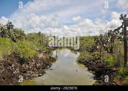 Laguna di acqua salata sulla strada per Las Grietas, una piscina di acqua oceanica. Puerto Ayora. Isola di Santa Cruz. Isole Galapagos, Ecuador. Foto Stock