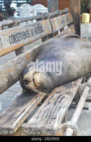 Un leone di mare delle Galapagos, zalophus wollebaeki, che riposa su una panchina nel porto di Baquerizo Moreno. Isola di San Cristobal. Isole Galapagos, Ecuador Foto Stock