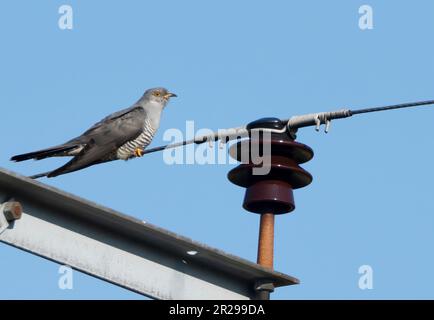 Cucù maschio (Cuculus canorus) arroccato su un filo telegrafico contro un cielo blu, Isola di Mull, Scozia Foto Stock