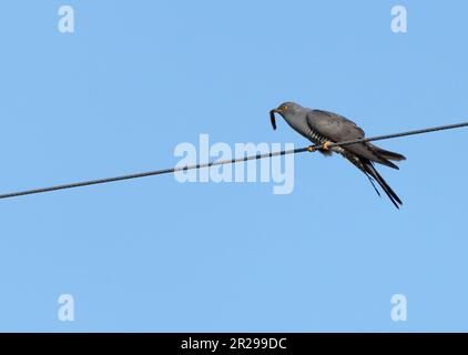 Cucù maschio (Cuculus canorus) arroccato su un filo di telegrafo con un bruco contro un cielo blu, Isola di Mull, Scozia Foto Stock