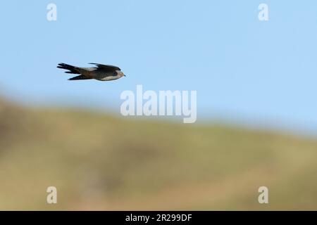 Cucù maschio (Cuculus canorus) in volo sull'isola di Mull, Scozia Foto Stock
