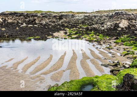 Varie alghe commestibili tra rocce e rockpool su una spiaggia nella contea di Donegal, Irlanda Foto Stock