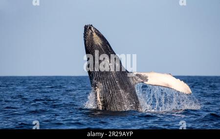 Balena da salto (Megaptera novaeangliae). Messico. Mare di Cortez. Penisola della California. Foto Stock