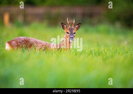 Un giovane capriolo che si nutre in un prato durante la primavera, Norfolk Foto Stock