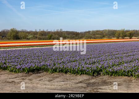 Campi di tulipani e giacinti in fiore vicino a Lisse nei Paesi Bassi Foto Stock