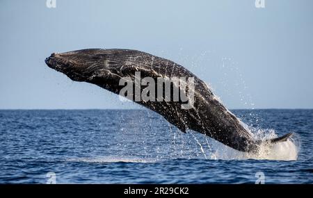 Balena da salto (Megaptera novaeangliae). Messico. Mare di Cortez. Penisola della California. Foto Stock