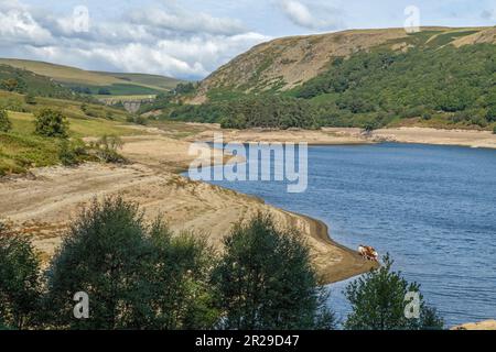 Guardando giù sul bacino idrico di PenyGarreg con un gruppo di mucche che che bevono un drink. Foto Stock