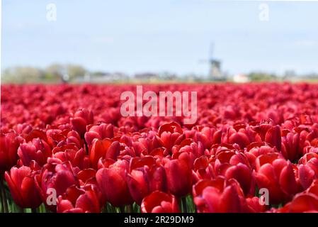 Breezand, Paesi Bassi, maggio 2023. Tipico paesaggio olandese; un mulino e un campo di tulipani fiorito. Foto di alta qualità Foto Stock