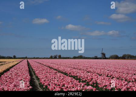 Breezand, Paesi Bassi, maggio 2023. Tipico paesaggio olandese; un mulino e un campo di tulipani fiorito. Foto di alta qualità Foto Stock