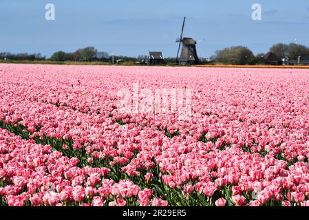 Breezand, Paesi Bassi, maggio 2023. Tipico paesaggio olandese; un mulino e un campo di tulipani fiorito. Foto di alta qualità Foto Stock