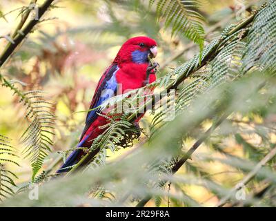 Ahh, delizioso Foto Stock