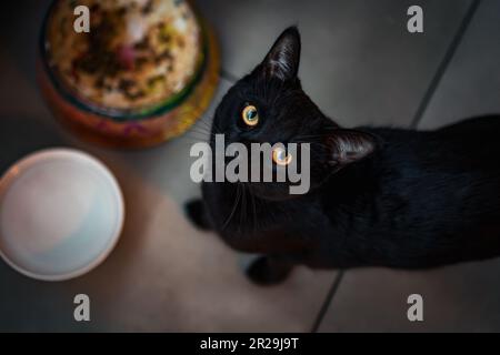 gatto nero affamato con ciotola di cibo che prega per l'alimentazione Foto Stock