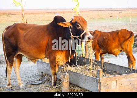 Mucche mangiano erba in una giornata limpida. Gruppo di mucche in piedi nel cortile con la legatura in su. Due mucche sane rosse e nere che mangiano paglia o erba nel vi rurale Foto Stock