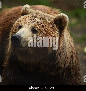 European Brown Bears, Port Lympne, Kent, Parco Naturale, conservazione degli animali Foto Stock