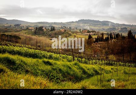 Paesaggio viticolo toscano in primavera Foto Stock