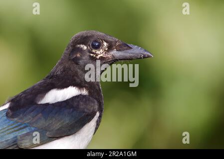 Comune Magpie (Pica Pica) primo piano ritratto su sfondo verde isolato. Foto di scorta, dettagliata, nitida. Foto Stock