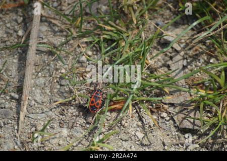 comune bug di fuoco pirrhocoris apterus a piedi sul terreno Foto Stock