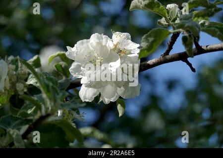 Densi rami di melo con fiori bianchi in fiore vista ravvicinata nel giorno di primavera sotto il cielo blu senza nuvole Foto Stock