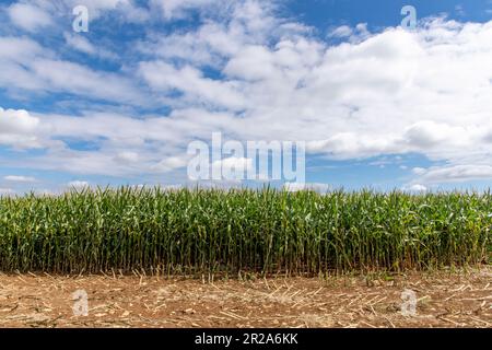 Vista ad angolo basso di un campo di mais coltivato o di mais con terreno davanti ai resti di mais raccolto contro un cielo blu nuvoloso bianco Foto Stock
