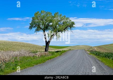 Un albero solista si trova accanto ad una strada di ghiaia nella regione palouse di Washington orientale. Foto Stock