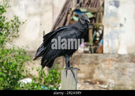 Primo piano scavenger nero avvoltoio urubu in piedi sul ramo con verde isolato foglie sfondo albero. Foto Stock