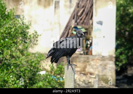 Primo piano scavenger nero avvoltoio urubu in piedi sul ramo con verde isolato foglie sfondo albero. Foto Stock