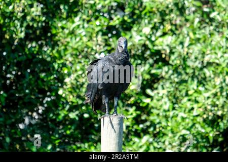 Primo piano scavenger nero avvoltoio urubu in piedi sul ramo con verde isolato foglie sfondo albero. Foto Stock