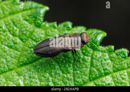 Scarabeo in legno metallico (Anthaxia sp.) Foto Stock