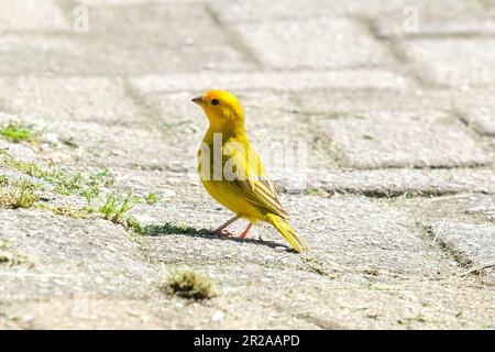 Primo piano piccolo uccello canarino giallastro in piedi a terra. Fuoco selettivo dell'uccello giallo. Foto Stock