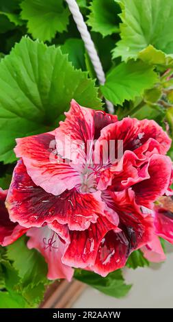 Piante e fiori per il giardino o la casa. Giovani pianta in pentole. spazio di copia Foto Stock