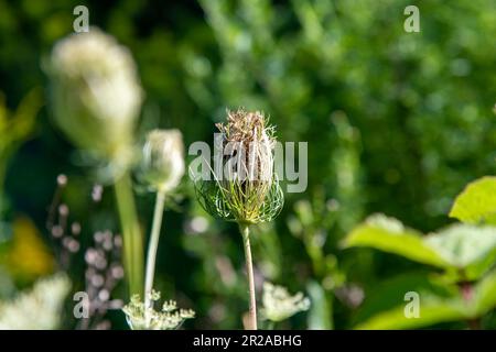 Primo piano di una testa di carota selvatica essiccata (carota Daucus) o pizzo della regina Anna con sfondo riempito con fiori selvatici fuori fuoco Foto Stock