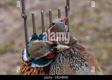 Un fagiano e una bretella (due) francese Partridge essere portato in un vettore di gioco in un gioco guidato fagiano sparare Foto Stock