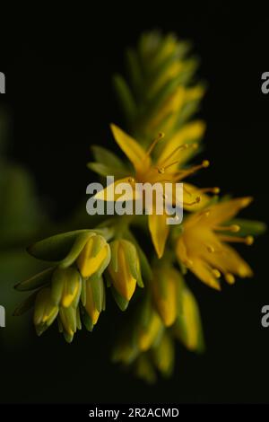 Particolare dei fiori gialli della succulenta pianta chiamata sedum palmeri. Apprezziamo i suoi petali, corolla, stamen, filamenti. Ci sono anche piccole b Foto Stock