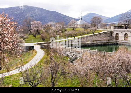 Spagna, San Lorenzo de El Escorial, El Escorial, Monastero e Sito dell'Escorial, Madrid. Fiori di primavera sul terreno del sito reale spagnolo Foto Stock