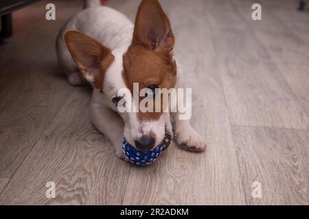 Il cane Jack Russell sta gnawing su una palla. a casa Foto Stock