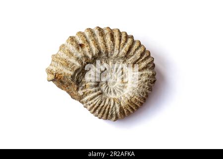 Un'ammonite, un fossile marino, isolato su sfondo bianco Foto Stock