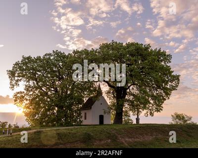 Il Quercus pubescens, comunemente noto come il rovere di rovina, il rovere di pube o il rovere italiano, è una specie di rovere bianco originario dell'Europa meridionale e del sud-ovest di Asi Foto Stock