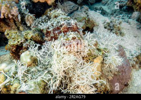 Scorpionfish (Scorpaenopsis barbata) nel Mar Rosso, Egitto Foto Stock