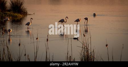 Riserva naturale della Laguna di El Rocio per gli uccelli acquatici nel Parco Nazionale del Coto de Doñana in Andalusia Spagna Foto Stock