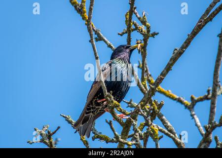 Il comune starrling o starring europeo Stumus vulgaris tenere un verme in becco con cielo blu sullo sfondo Foto Stock